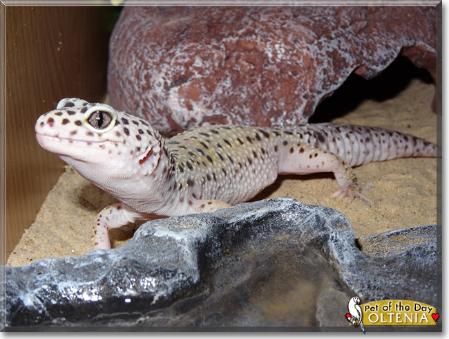 Oltenia the Leopard Gecko, the Pet of the Day