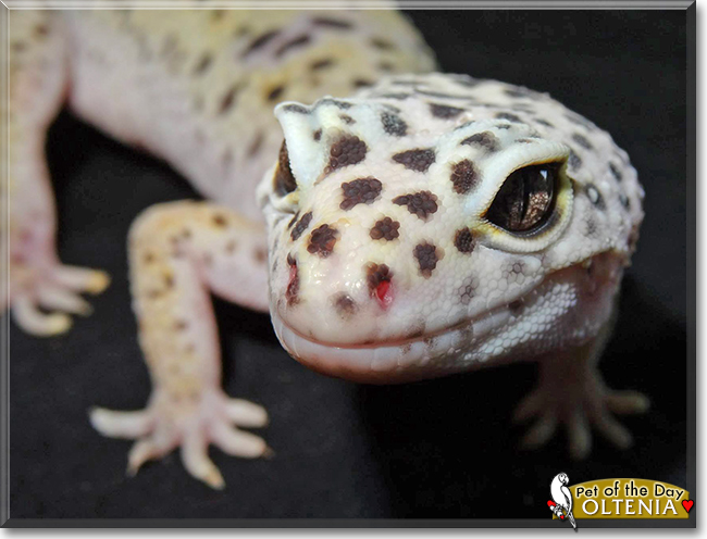 Oltenia the Leopard Gecko, the Pet of the Day