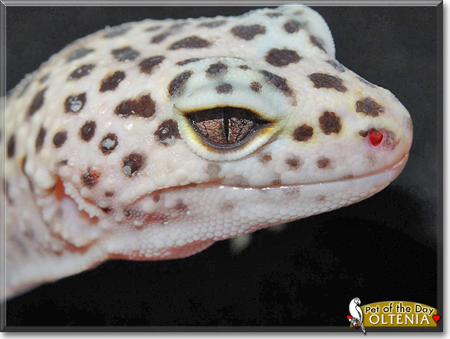 Oltenia the Leopard Gecko, the Pet of the Day
