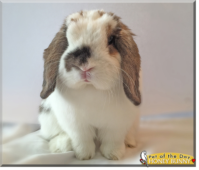 Honey Bunny the Holland Lop Rabbit, the Pet of the Day
