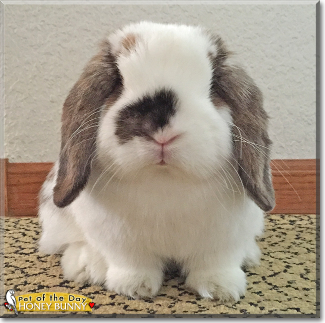 Honey Bunny the Holland Lop Rabbit, the Pet of the Day