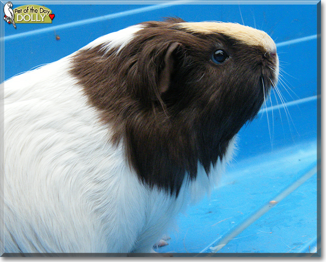 Dolly the Guinea Pig, the Pet of the Day