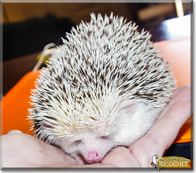Ricochet the Hedgehog, the Pet of the Day
