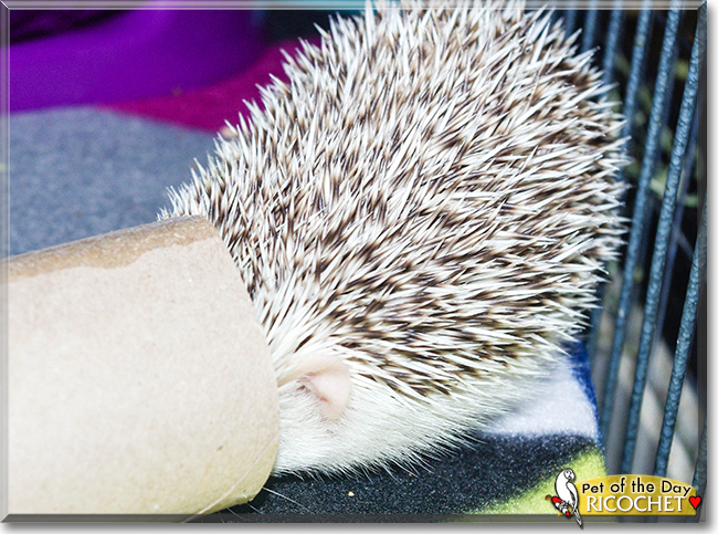 Ricochet the Hedgehog, the Pet of the Day