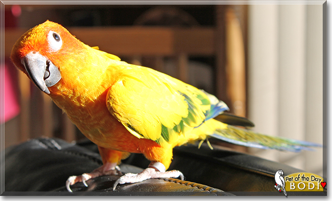 Bodi the Sun Conure, the Pet of the Day