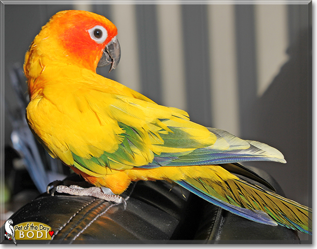 Bodi the Sun Conure, the Pet of the Day