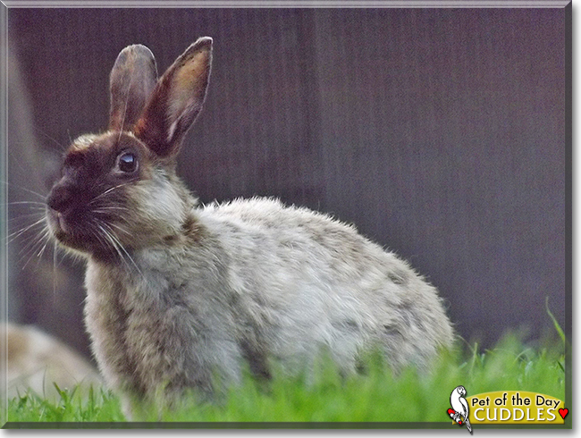 Cuddles the Rabbit, the Pet of the Day