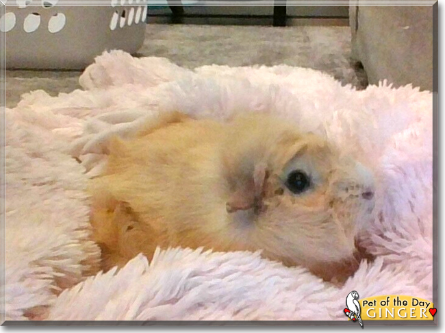 Ginger the Abyssinian Guinea Pig, the Pet of the Day