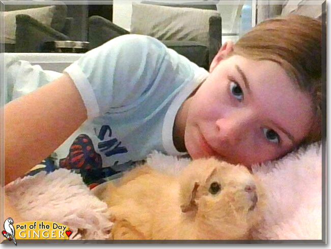 Ginger the Abyssinian Guinea Pig, the Pet of the Day