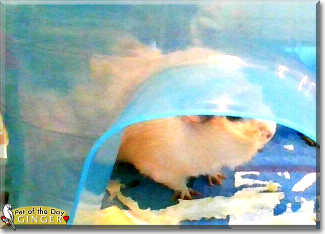 Ginger the Abyssinian Guinea Pig, the Pet of the Day