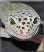 Oltenia the Leopard Gecko