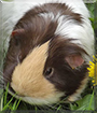 Dolly the Guinea Pig