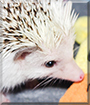 Ricochet the Hedgehog
