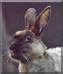 Cuddles the Rabbit