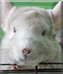 Amber the Chinchilla