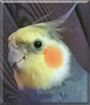Ruudi the Cockatiel