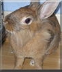 Lucy the Dwarf Rabbit