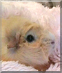 Ginger the Abyssinian Guinea Pig