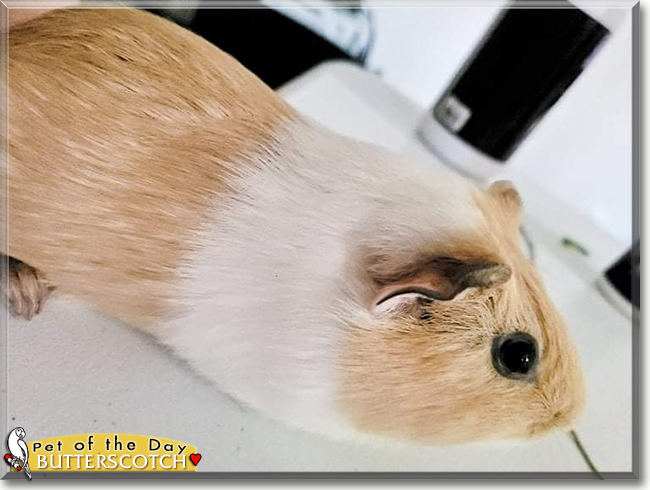 Butterscotch the Guinea Pig, the Pet of the Day