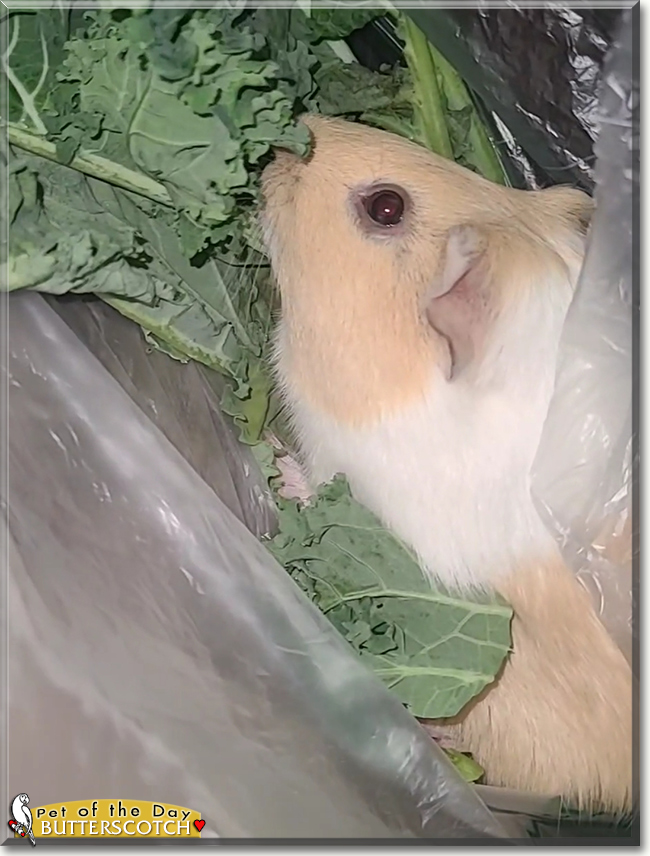 Butterscotch the Guinea Pig, the Pet of the Day