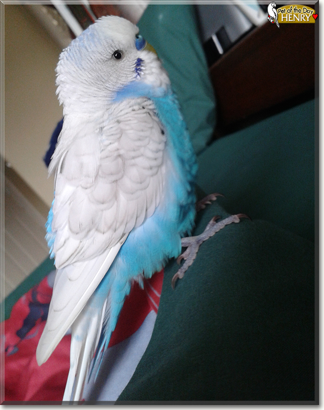 Henry the American Budgerigar, the Pet of the Day