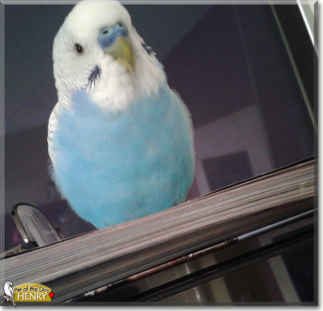 Henry the American Budgerigar, the Pet of the Day
