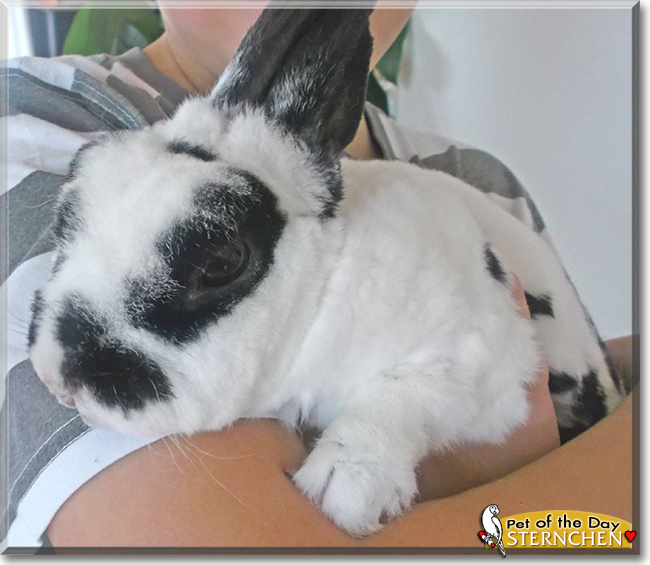 Sternchen the Rabbit, the Pet of the Day