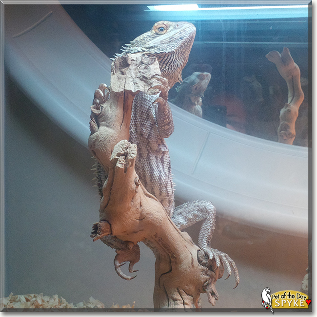 Spyke the Bearded Dragon, the Pet of the Day