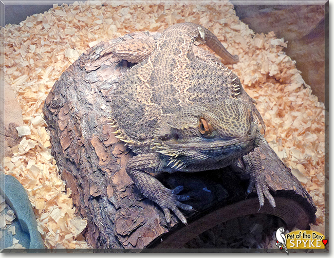 Spyke the Bearded Dragon, the Pet of the Day