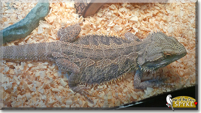 Spyke the Bearded Dragon, the Pet of the Day