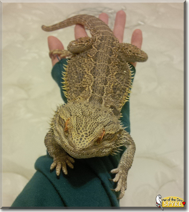 Spyke the Bearded Dragon, the Pet of the Day