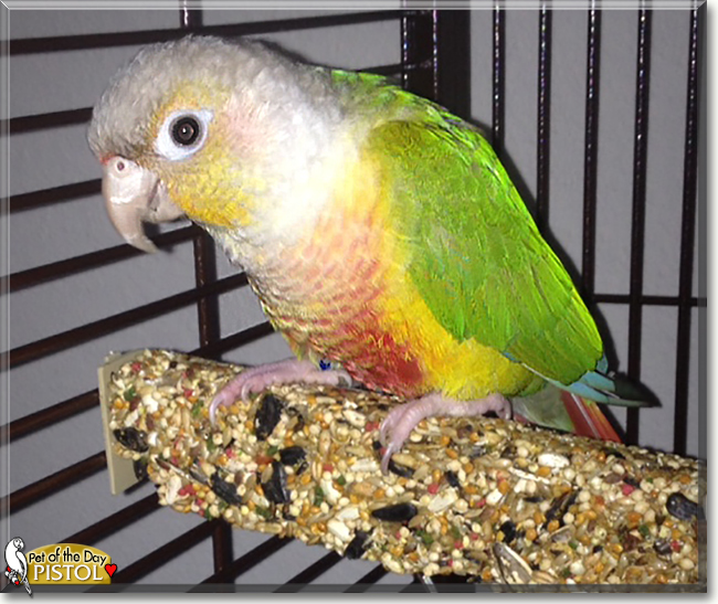 Pistol the Green Cheeked Conure, the Pet of the Day