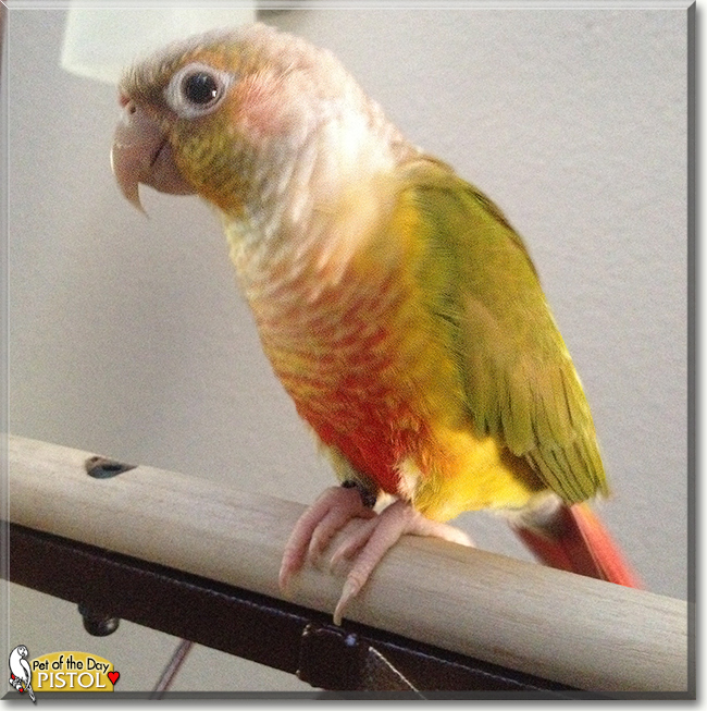 Pistol the Green Cheeked Conure, the Pet of the Day