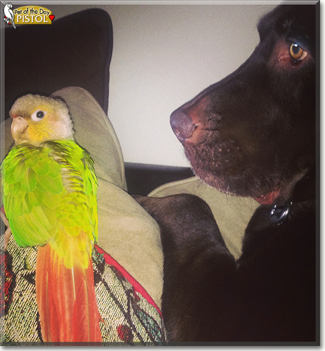 Pistol the Green Cheeked Conure, the Pet of the Day