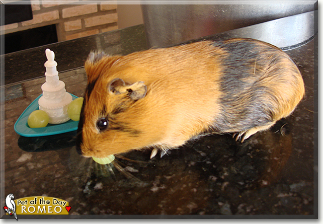 Romeo the Guinea Pig, the Pet of the Day