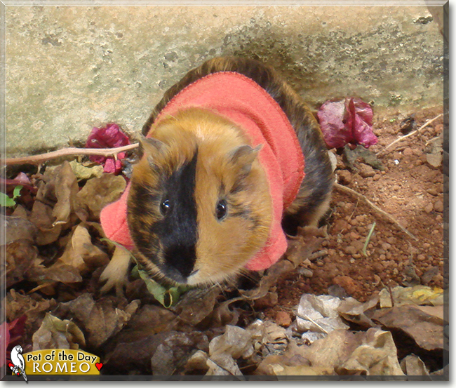 Romeo the Guinea Pig, the Pet of the Day