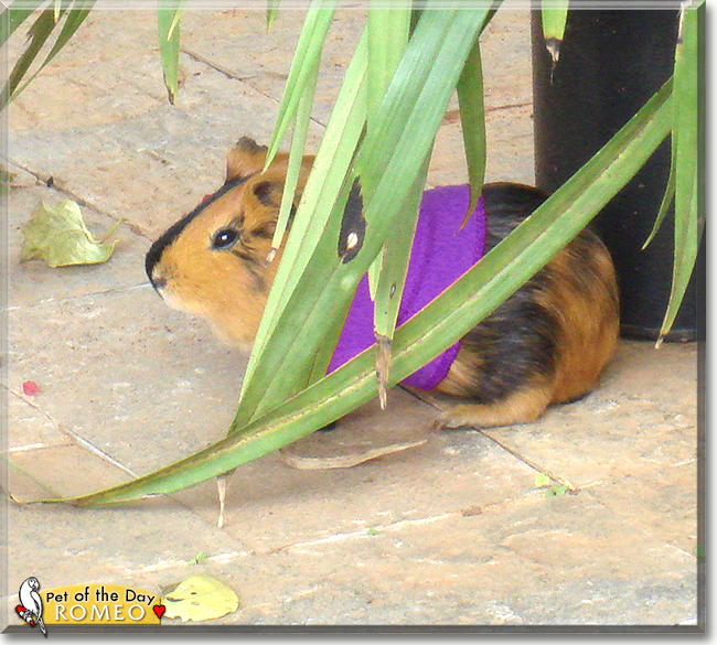 Romeo the Guinea Pig, the Pet of the Day