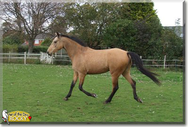 Rocky the Irish Sports Horse, the Pet of the Day