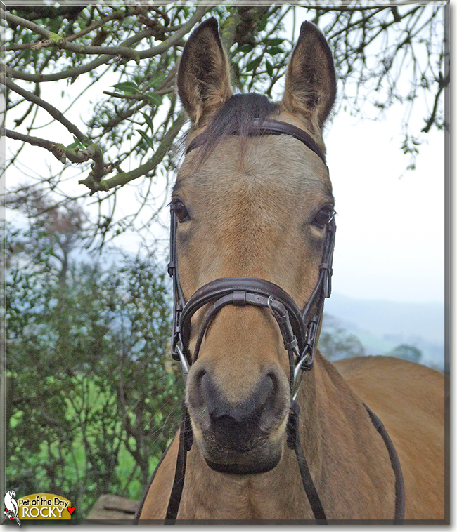 Rocky the Irish Sports Horse, the Pet of the Day