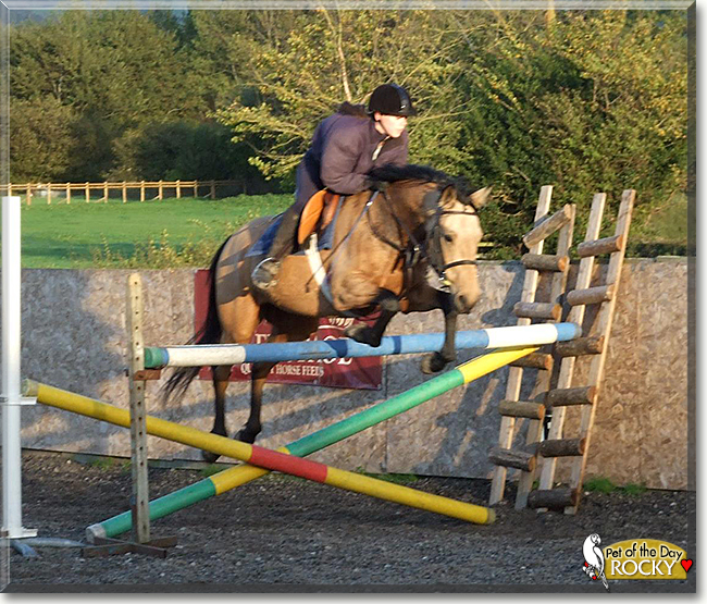 Rocky the Irish Sports Horse, the Pet of the Day