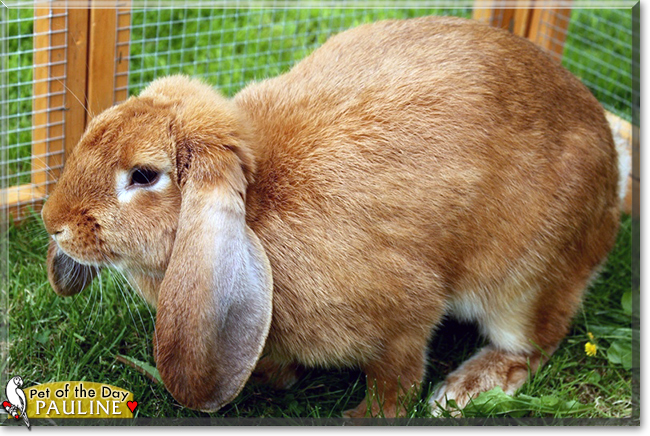 Pauline the English Lop Rabbit, the Pet of the Day