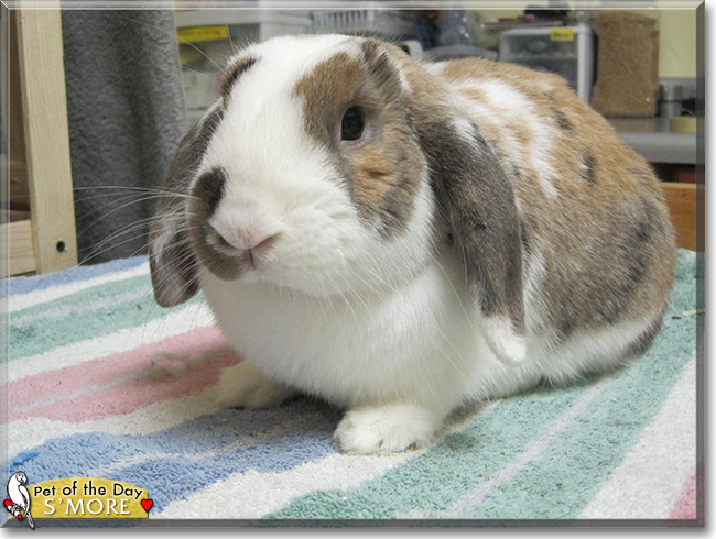 S'more the Holland Lop Rabbit, the Pet of the Day