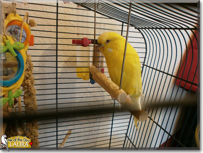 Laura the Budgerigar, the Pet of the Day