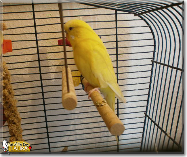 Laura the Budgerigar, the Pet of the Day