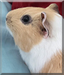 Butterscotch the Guinea Pig