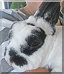 Sternchen the Rabbit