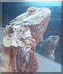 Spyke the Bearded Dragon
