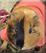 Romeo the Guinea Pig