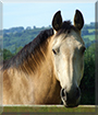 Rocky the Irish Sports Horse