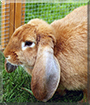 Pauline the English Lop Rabbit